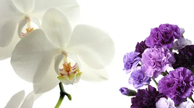 胡蝶蘭と紫のカーネーション
